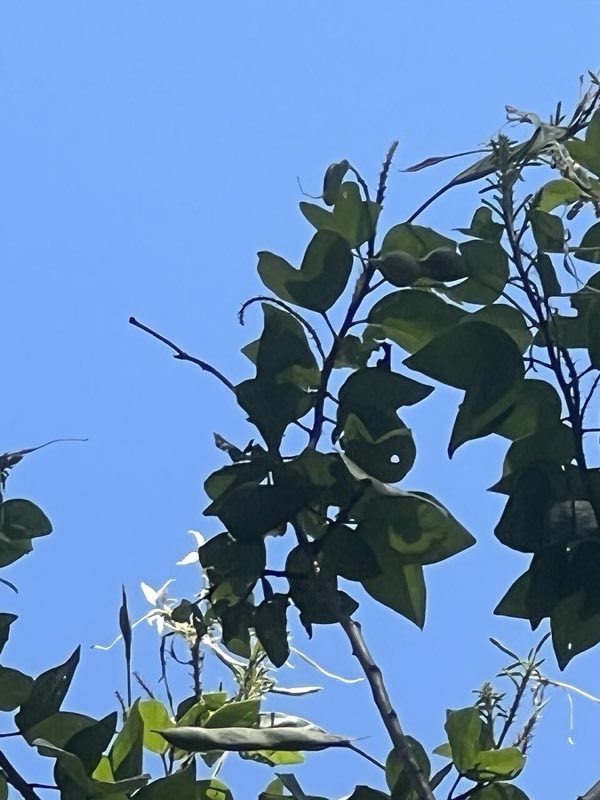 Harry P. Leu Gardens blooms, Orlando